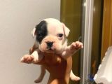 Orjinal Safkan Anotomi̇ Hari̇kasi French Buldogg Yavrulari
