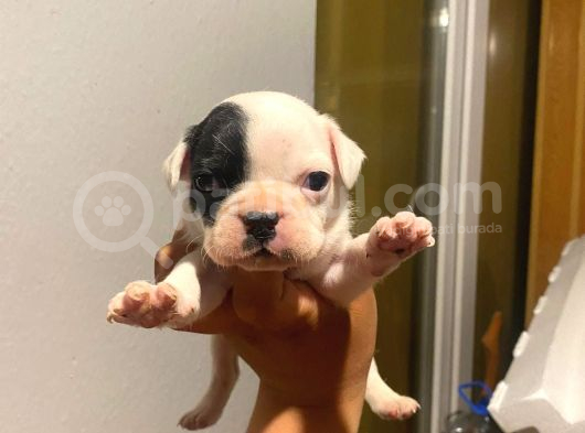 Orjinal Safkan Anotomi̇ Hari̇kasi French Buldogg Yavrulari görsel