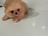 Teacup Pomerian Boo
