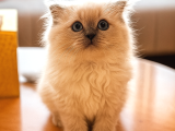 Scottish Fold x Chinchilla 