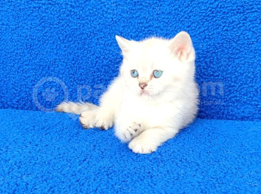 Güzeli̇m Mavi̇ Boncuk Tesli̇me Hazirdir görsel