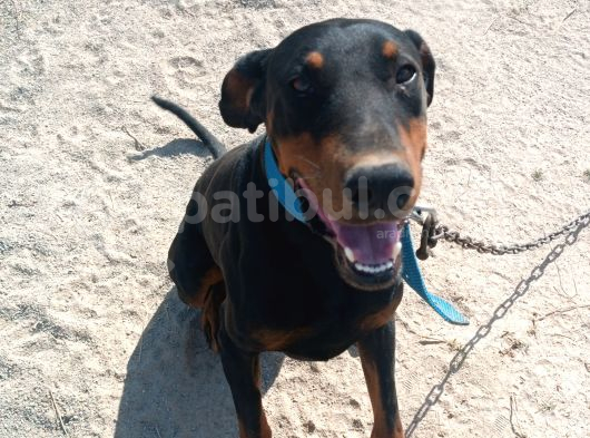 Köpeğimi Üzülerek Sahiplendiricem görsel