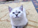 2 Buçuk Aylık Dişi