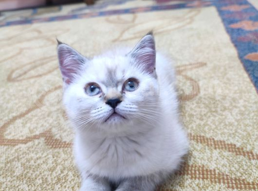 2 Buçuk Aylık Dişi görsel