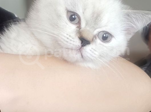 2 Buçuk Aylık Dişi görsel