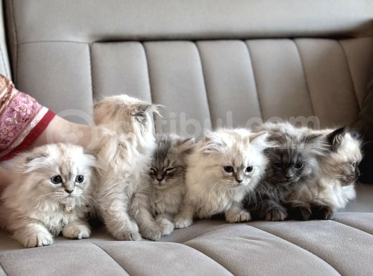 Scottish Fold X Chinchilla  görsel