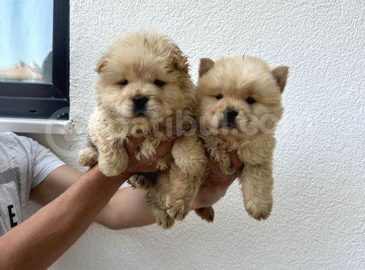 Ayı Surat Dişi Chow Chow Bebekler görsel
