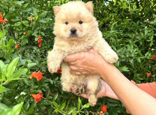 Ayı Surat Dişi Chow Chow Bebekler