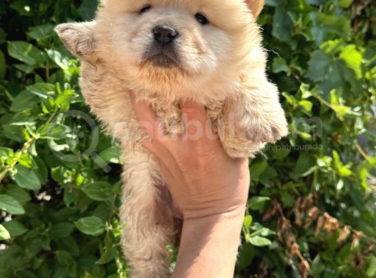 Ayı Surat Dişi Chow Chow Bebekler görsel