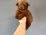 Teacup Kore Poodle Bebeği̇mi̇z