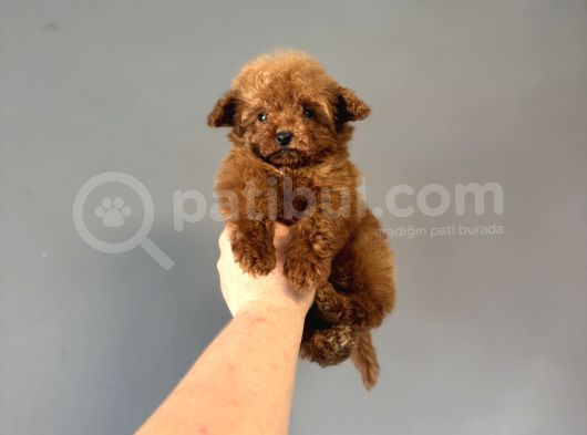 Teacup Kore Poodle Bebeği̇mi̇z