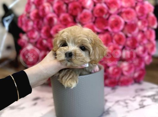 Mini Boy Irk Garantili Maltipoo Yavruları
