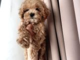 Mini Boy Irk Garantili Maltipoo Yavruları
