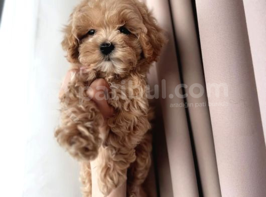 Mini Boy Irk Garantili Maltipoo Yavruları görsel