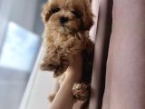 Mini Boy Irk Garantili Maltipoo Yavruları