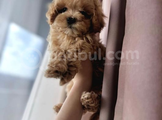 Mini Boy Irk Garantili Maltipoo Yavruları görsel