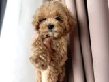 Mini Boy Irk Garantili Maltipoo Yavruları
