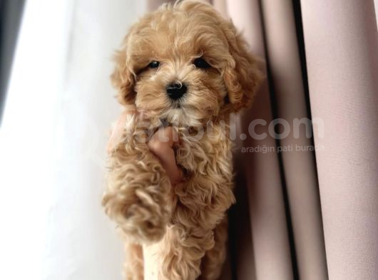 Mini Boy Irk Garantili Maltipoo Yavruları görsel