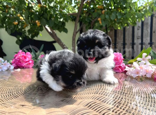 Panda Pomeranian En Uygun Yavrular görsel
