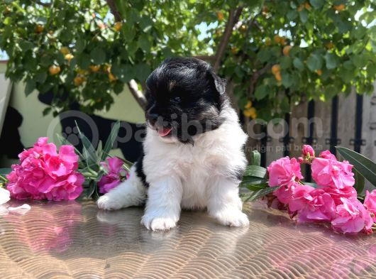 panda pomeranian en uygun yavrular