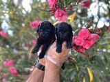 siyah inci avuç içi kadar poodle yavrular