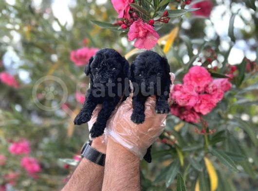 Siyah Inci Avuç Içi Kadar Poodle Yavrular