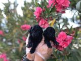 Siyah Inci Avuç Içi Kadar Poodle Yavrular
