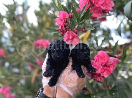 Siyah Inci Avuç Içi Kadar Poodle Yavrular görsel