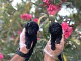 Siyah Inci Avuç Içi Kadar Poodle Yavrular