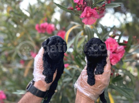 Siyah Inci Avuç Içi Kadar Poodle Yavrular görsel