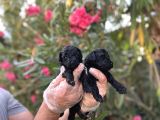 Siyah Inci Avuç Içi Kadar Poodle Yavrular