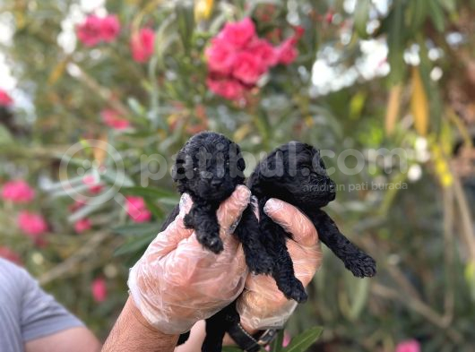 Siyah Inci Avuç Içi Kadar Poodle Yavrular görsel