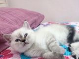 2 Buçuk Aylık Dişi