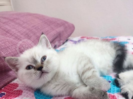 2 Buçuk Aylık Dişi görsel