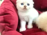 Sifir Kulak Top Kafa Fold Bebek