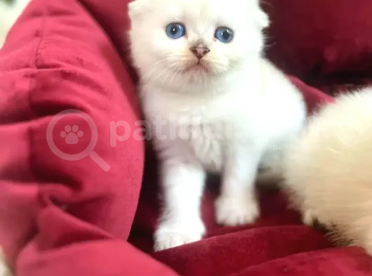 Sifir Kulak Top Kafa Fold Bebek görsel