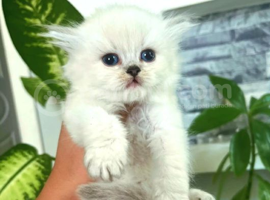 Sifir Kulak Top Kafa Fold Bebek görsel