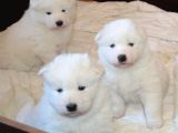 Safkan Di̇şi̇ Erkek Samoyed Yavrularimiz