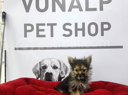 Morki̇e Yavrularimiz Vonalpet Güvencesi̇yle görsel