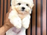 Orji̇nal Safkan Maltese