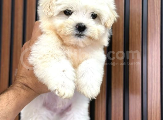 Orji̇nal Safkan Maltese görsel