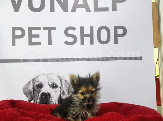 Morki̇e Yavrularimiz Vonalpet Güvencesi̇yle görsel