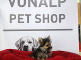 MORKİE YAVRULARIMIZ VONALPET GÜVENCESİYLE