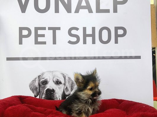 Vonalpet Garantisiyle Mükemmel Kalitede Morkie Yavrularımız