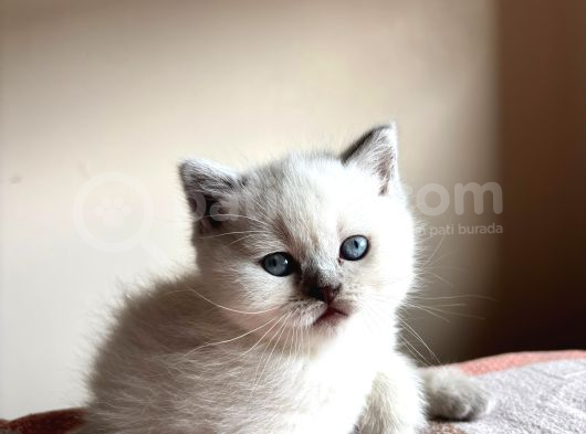 Safkan Bri̇ti̇sh Shorthai̇r Bluepoi̇nt Yavrumuz görsel