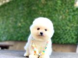 Sevimli Pomeranian Yavrular