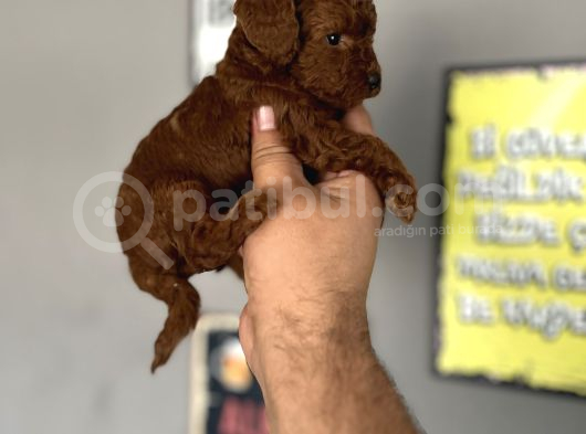 Toypoddle Yavrular görsel