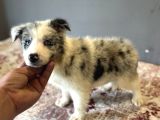 Bordercollie Bebekşerimiz