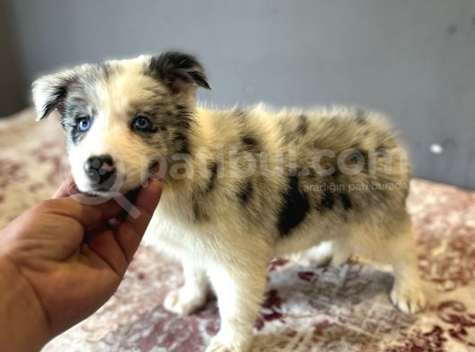 Bordercollie Bebekşerimiz görsel