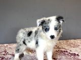 Bordercollie Bebekşerimiz